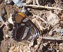 Arizona Sister - Hodges#4527.1 - photo 4
