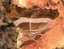 Band-celled Sister - Hodges#4526 - photo 2