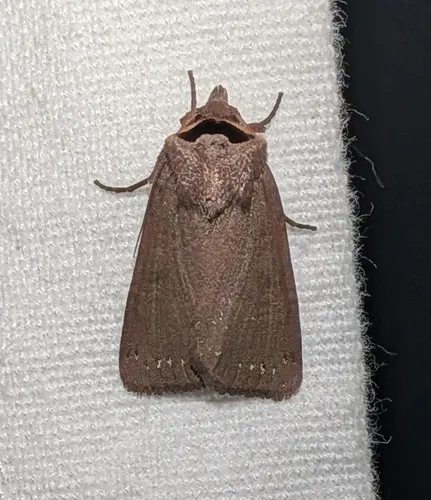 Adelphagrotis carissima - Hodges#10991.1 - Adelphagrotis carissima
