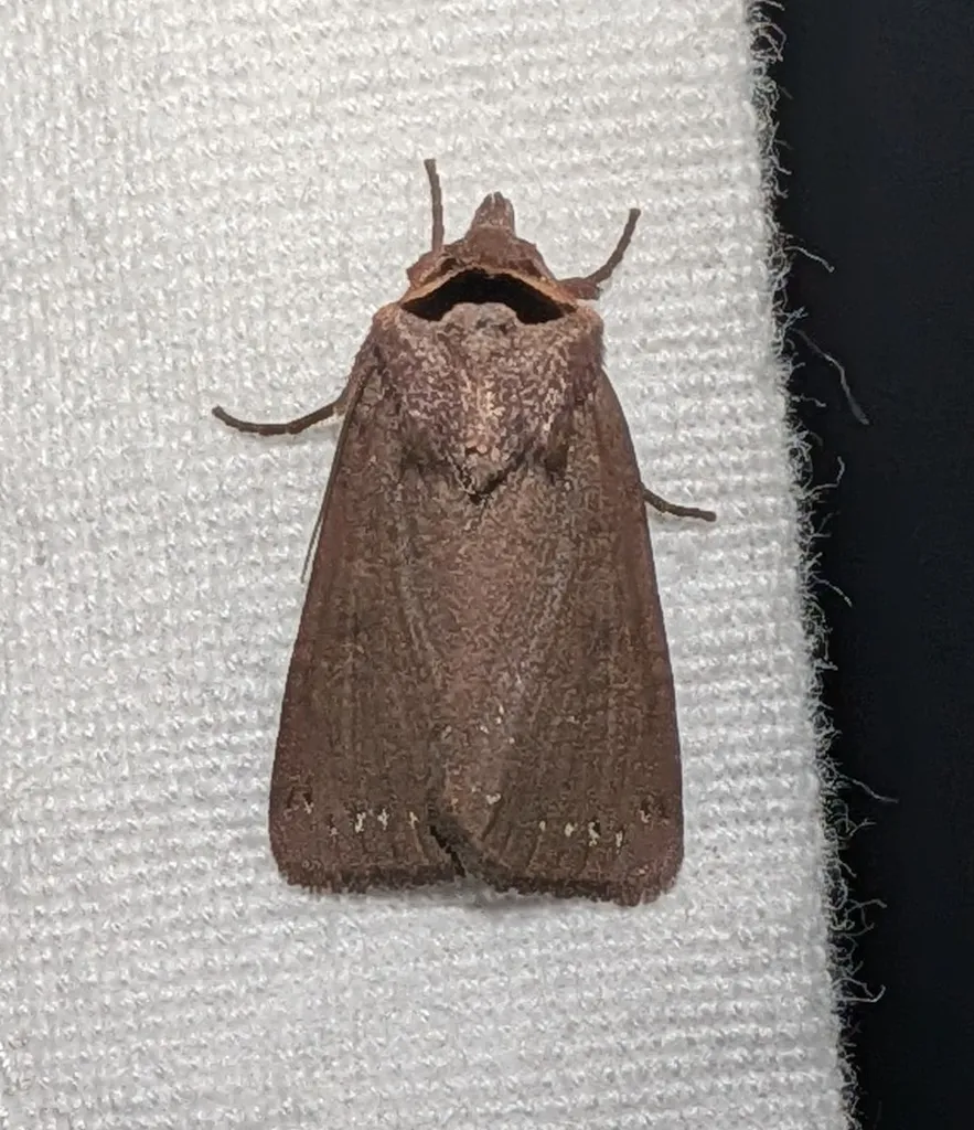Adelphagrotis carissima - Hodges#10991.1 - photo 2