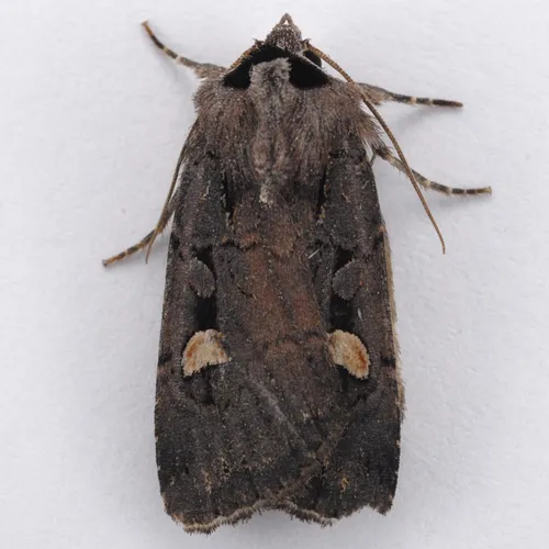 Adelphagrotis indeterminata - Hodges#10991 - Adelphagrotis indeterminata