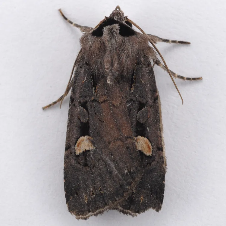 Adelphagrotis indeterminata - Hodges#10991 - photo 2