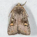 Adelphagrotis stellaris - Hodges#10989