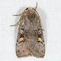Adelphagrotis stellaris - Hodges#10989 - photo 2