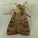 Adelphagrotis stellaris - Hodges#10989 - photo 3