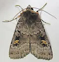 Adelphagrotis stellaris - Hodges#10989 - photo 4
