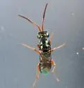 Adelphe anisomorphae - photo 2