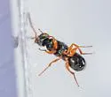 Adelphe anisomorphae - photo 3