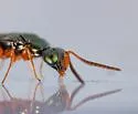 Adelphe anisomorphae - photo 4