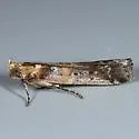 Adelphia Moth - Hodges#5890