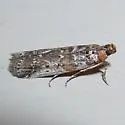 Adelphia Moth - Hodges#5890 - photo 2