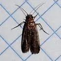 Adelphia Moth - Hodges#5890 - photo 3