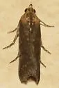 Adelphia Moth - Hodges#5890 - photo 5