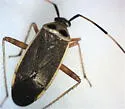 Rapid Plant Bug