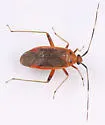 Rapid Plant Bug - photo 2