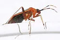 Rapid Plant Bug - photo 3