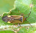 Rapid Plant Bug - photo 4