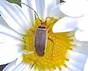 Rapid Plant Bug - photo 5