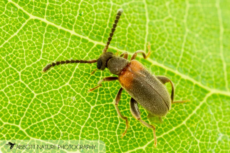 Ant-like Leaf Beetles - photo 2