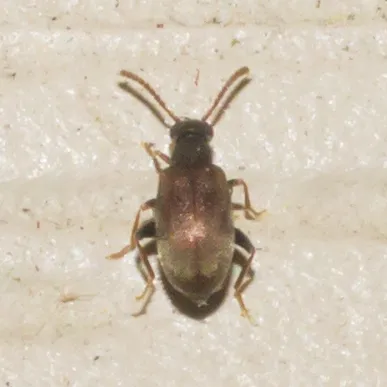 Aderus brunnipennis