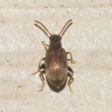 Aderus brunnipennis - photo 3