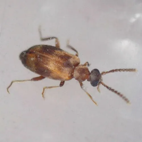 Aderus populneus - photo 2