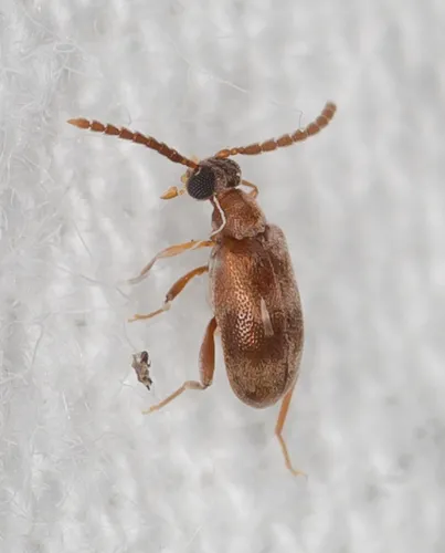 Aderus populneus - photo 3
