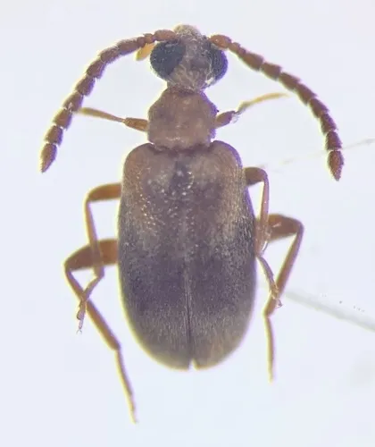 Aderus populneus - photo 4