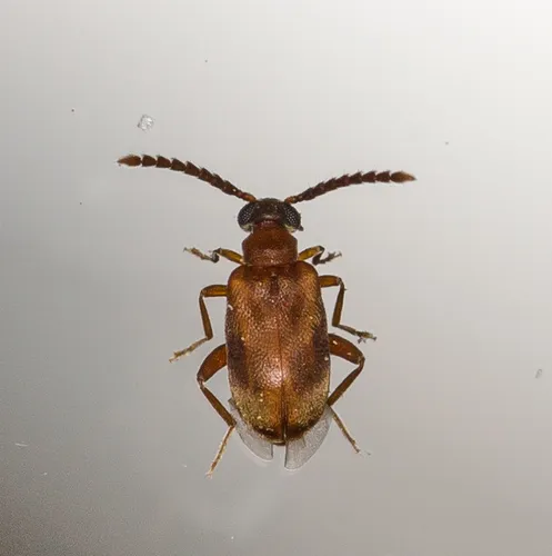 Aderus populneus - photo 5