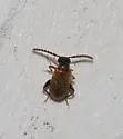 Aderus saginatus