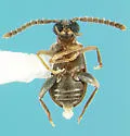 Aderus saginatus - photo 2