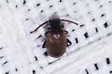 Aderus saginatus - photo 3