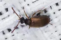 Aderus saginatus - photo 4
