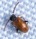 Aderus saginatus - photo 5