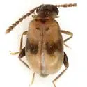 Aderus tantillus