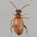 Aderus tantillus - photo 2