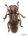 Adetaptera thomasi - photo 3