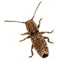 Adetaptera wickhami
