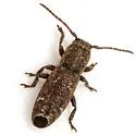 Adetaptera wickhami - photo 2