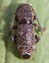 Adetaptera wickhami - photo 3