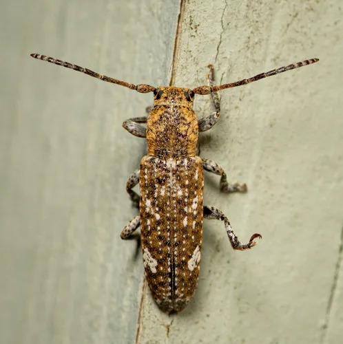 Adetus brousii