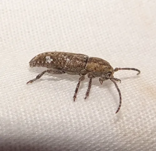 Adetus brousii - photo 2