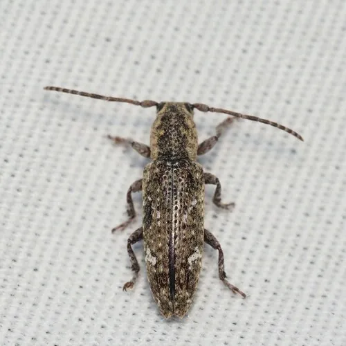 Adetus brousii - photo 3