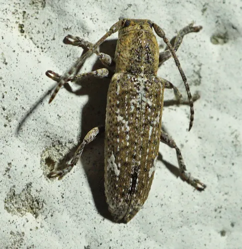 Adetus brousii - photo 4