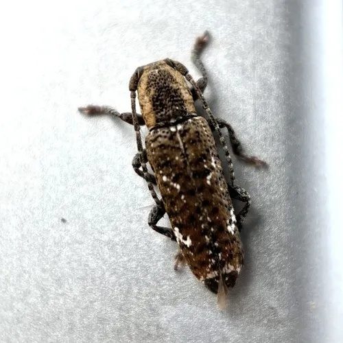 Adetus brousii - photo 5