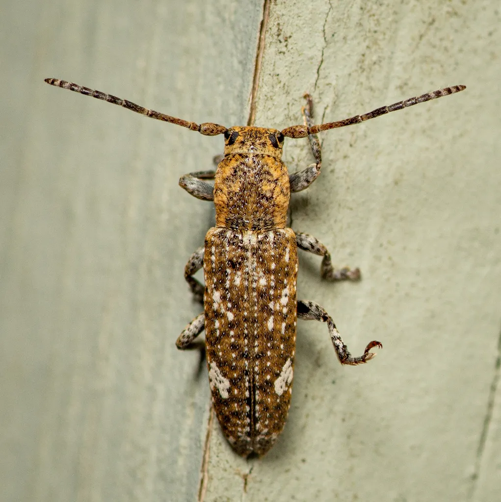 Adetus brousii - photo 6