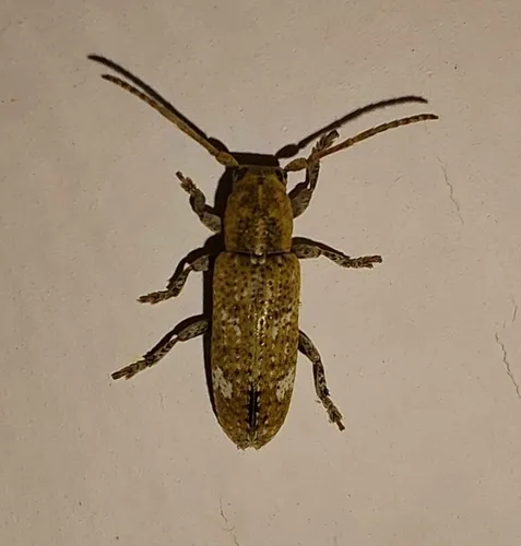 Adetus brousii - photo 7
