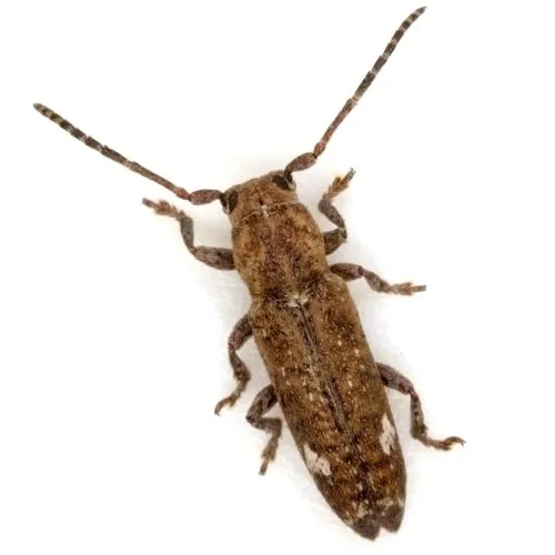 Adetus brousii - photo 8