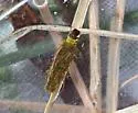 Adicrophleps hitchcocki