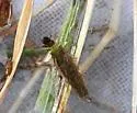 Adicrophleps hitchcocki - photo 2
